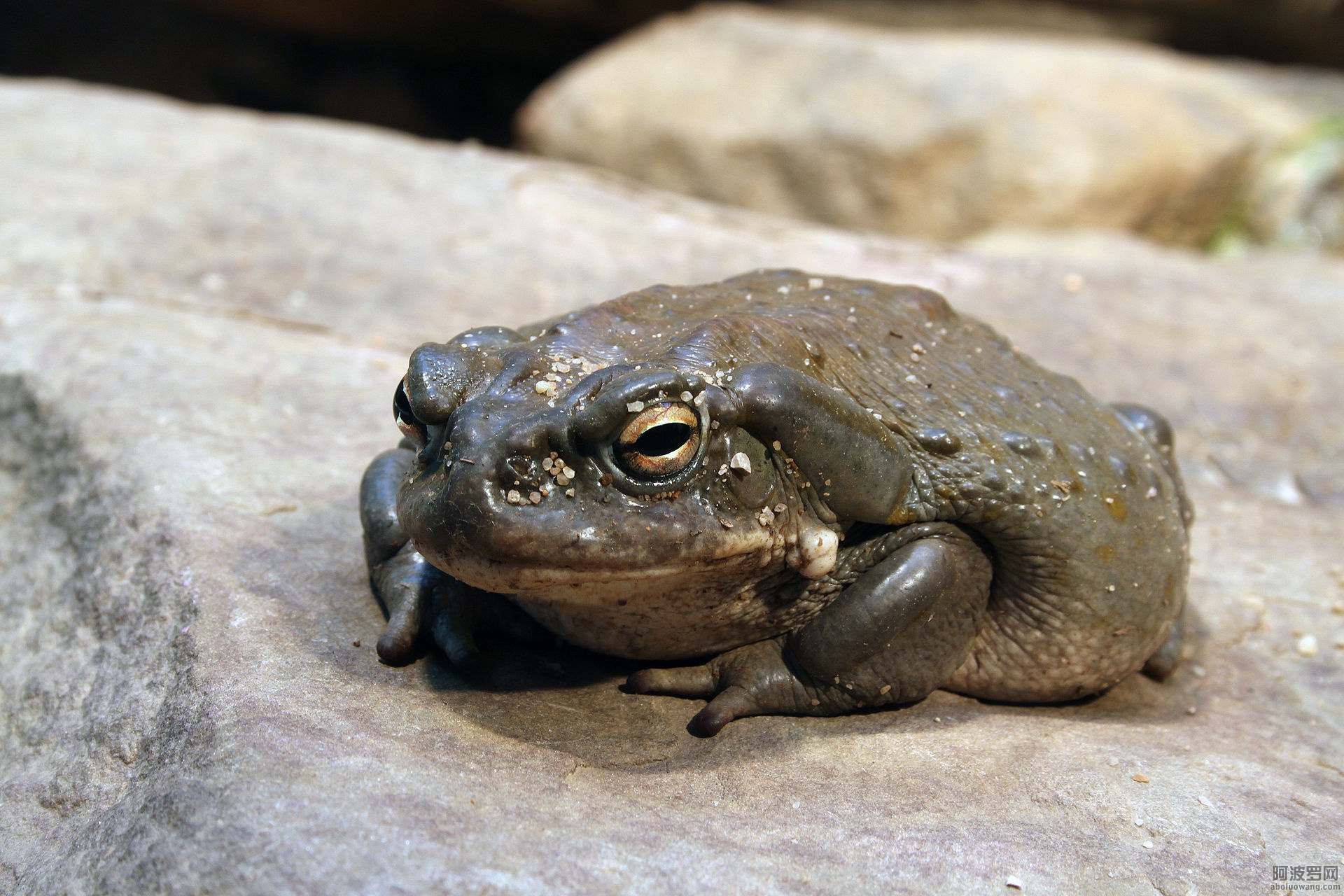 Bufo-alvarius-coloradokröte.jpg