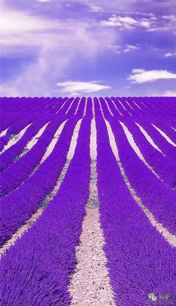 56918544_18.jpg