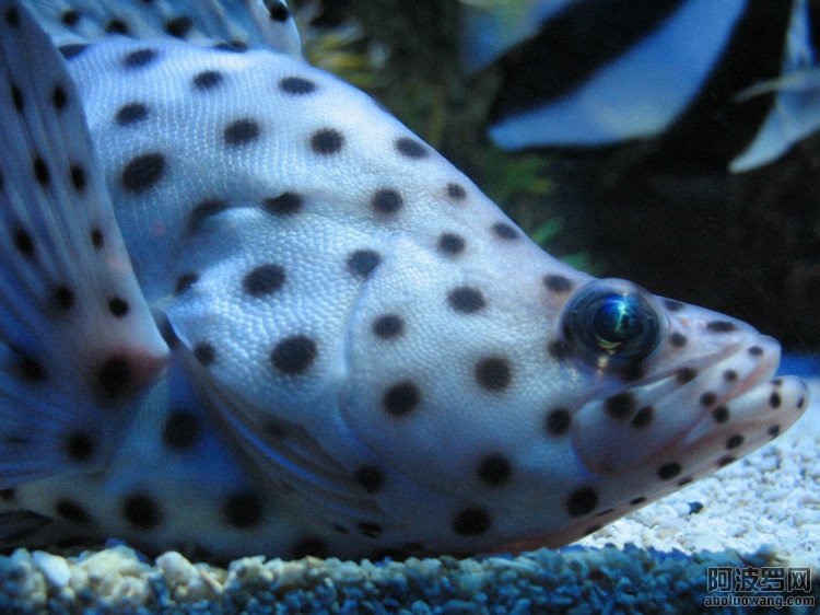 39006822_32.jpg