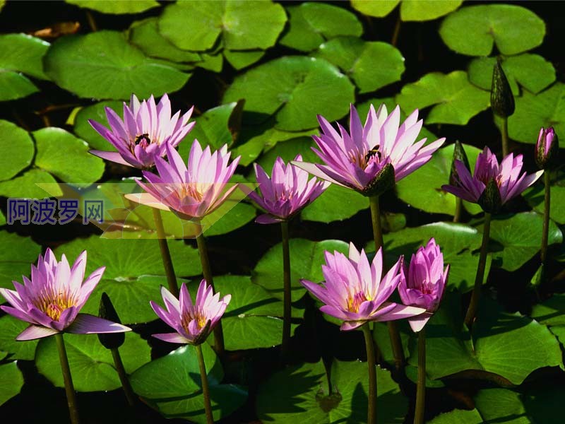 Water lilies.jpg