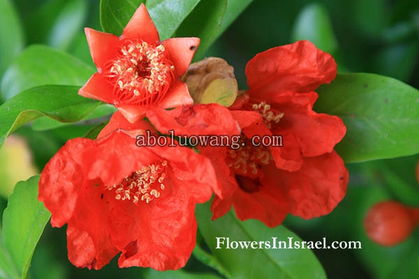 Punica_granatum_flower3.jpg